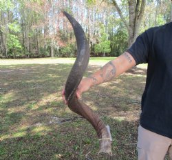 37-1/2 inches Kudu ...