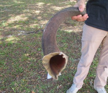 37-1/2 inches Kudu Horn (27-3/4 inches straight) - Buy this one for $99.99 