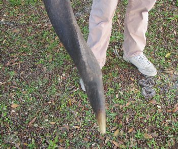 37-1/2 inches Kudu Horn (27-3/4 inches straight) - Buy this one for $99.99 