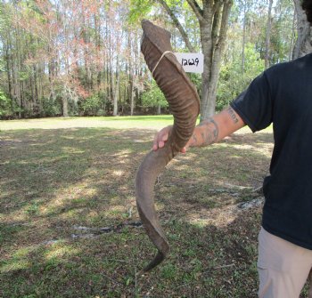 40-7/8 inches Large Kudu Horn (28-1/2 inches Straight)  - Buy this one for $124.99 