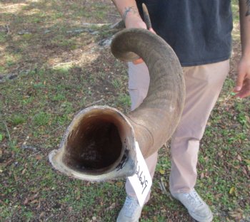40-7/8 inches Large Kudu Horn (28-1/2 inches Straight)  - Buy this one for $124.99 