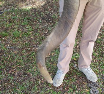 40-7/8 inches Large Kudu Horn (28-1/2 inches Straight)  - Buy this one for $124.99 