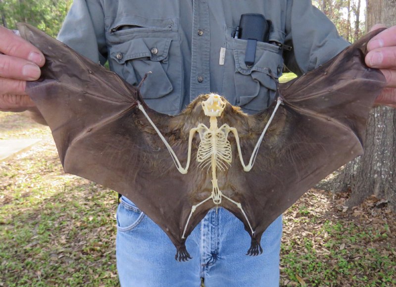 13 inches wide Greater Short Nose Fruit Bat Skeleton Body attached to Wings