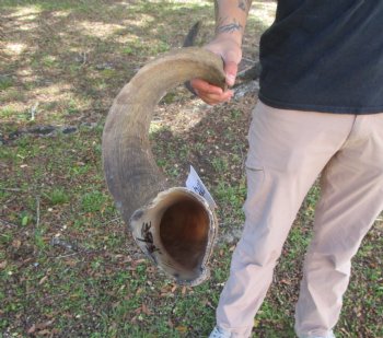 41-1/4 inches Large Kudu Horn (30 inches Straight)  - Buy this one for $124.99  (SHIPS UPS)