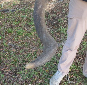 41-1/4 inches Large Kudu Horn (30 inches Straight)  - Buy this one for $124.99  (SHIPS UPS)