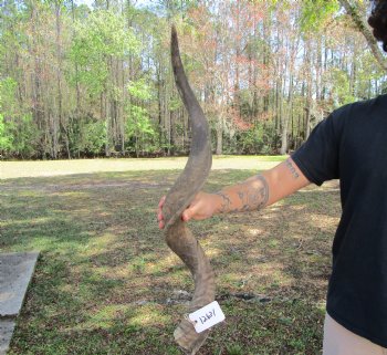 37-1/2 inches Kudu Horn (27-3/4 inches straight) - Buy this one for $99.99