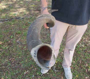 37-1/2 inches Kudu Horn (27-3/4 inches straight) - Buy this one for $99.99