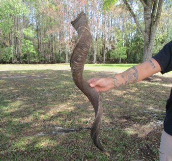 38-1/4 inches Kudu Horn (29-3/4 inches straight) - Buy this one for $99.99 (SHIPS UPS ONLY)