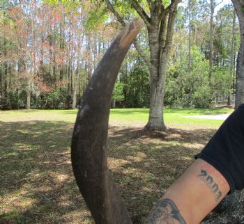 38-1/4 inches Kudu Horn (29-3/4 inches straight) - Buy this one for $99.99 (SHIPS UPS ONLY)