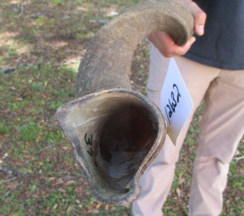 38-1/4 inches Kudu Horn (29-3/4 inches straight) - Buy this one for $99.99 (SHIPS UPS ONLY)
