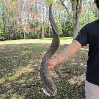 33-7/8 inches Kudu Horn (26 inches straight) - Buy this one for $79.99