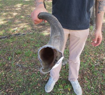33-7/8 inches Kudu Horn (26 inches straight) - Buy this one for $79.99