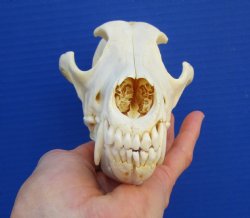 7-3//4 inches Genuine Coyote Skull - Buy this one for $44.99