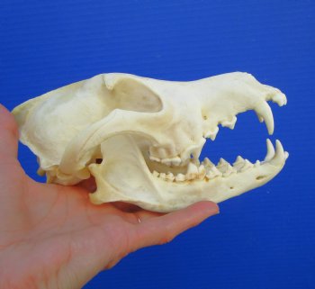 7-3//4 inches Genuine Coyote Skull - Buy this one for $44.99