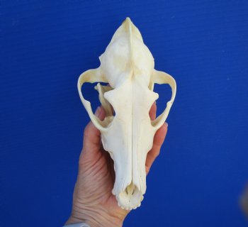 7-3//4 inches Genuine Coyote Skull - Buy this one for $44.99