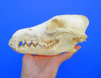 8-3/8 inches Genuine Coyote Skull (tiny hole) - Buy this one for $39.99