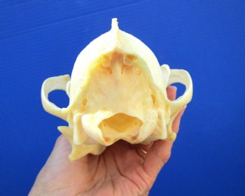 8-3/8 inches Genuine Coyote Skull (tiny hole) - Buy this one for $39.99