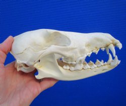 7-3/4 inches Americ...