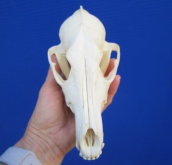 7-3/4 inches American Coyote Skull - Buy this one for $44.99