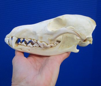 7-3/4 inches American Coyote Skull - Buy this one for $44.99