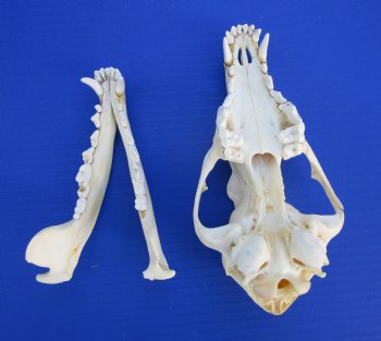 7-3/4 inches American Coyote Skull - Buy this one for $44.99