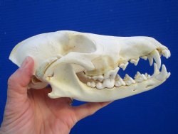 7-3/4 inches Americ...