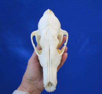 7-3/4 inches American Coyote Skull - Buy this one for $44.99