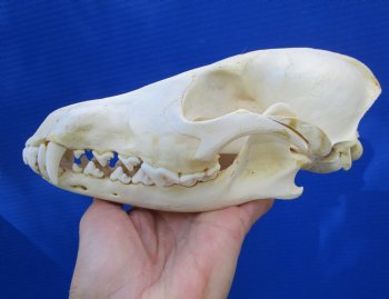 7-3/4 inches American Coyote Skull - Buy this one for $44.99
