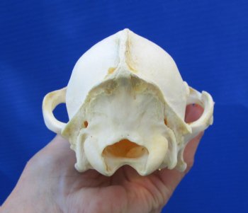 7-3/4 inches American Coyote Skull - Buy this one for $44.99