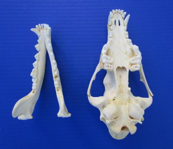 7-3/4 inches American Coyote Skull - Buy this one for $44.99