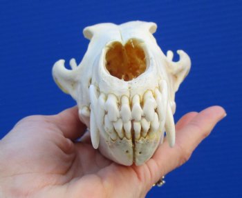 8 inches Coyote Skull - Buy this one for $44.99