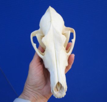 8 inches Coyote Skull - Buy this one for $44.99