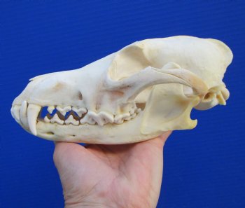 8 inches Coyote Skull - Buy this one for $44.99