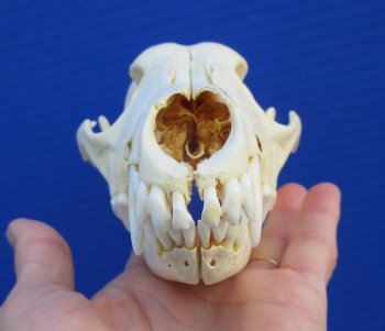 7-1/4 inches Genuine Coyote Skull - Buy this one for $44.99
