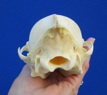 7-1/4 inches Genuine Coyote Skull - Buy this one for $44.99