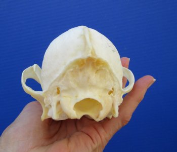 7-1/2 inches Genuine Coyote Skull (missing a front tooth) - Buy this one for $39.99