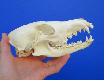 7-1/2 inches Genuine Coyote Skull - Buy this one for $44.99