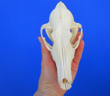 7-1/2 inches Genuine Coyote Skull - Buy this one for $44.99