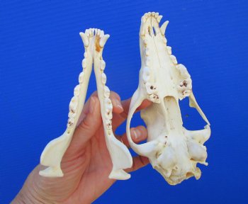 7-1/2 inches Genuine Coyote Skull - Buy this one for $44.99