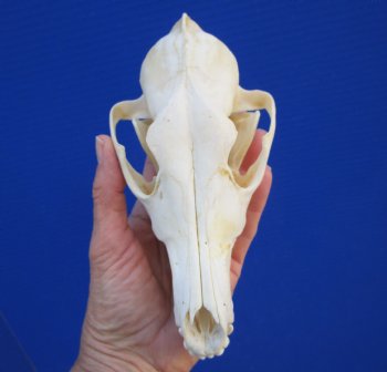 7 inches Authentic Coyote Skull - Buy this one for $44.99