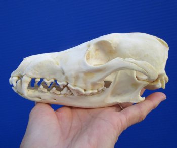 7 inches Authentic Coyote Skull - Buy this one for $44.99