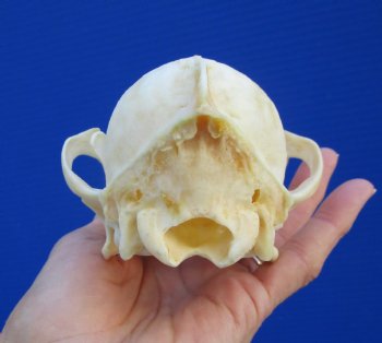 7 inches Authentic Coyote Skull - Buy this one for $44.99