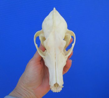7-1/2 inches Genuine Coyote Skull (missing a front tooth) - Buy this one for $39.99