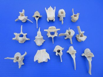 15 Wild Boar and Deer Vertebrae Bones 2 to 3-1/2 inches - Buy these for $1.45 each
