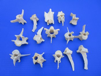 15 Wild Boar and Deer Vertebrae Bones 2 to 3-1/2 inches - Buy these for $1.45 each