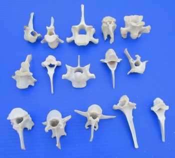 15 Wild Boar and Deer Vertebrae Bones 2-3/8 to 3-7/8 inches - Buy these for $1.45 each