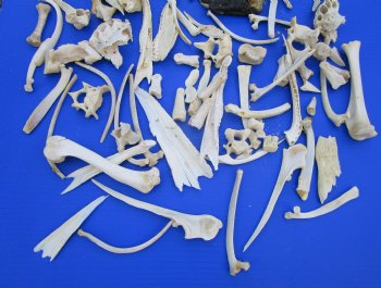 100 Assorted Animal Bones 1/4 to 7 inches for .45 each