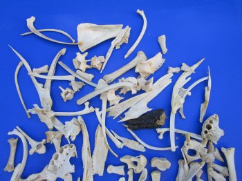 100 Assorted Animal Bones 1/4 to 7 inches for .45 each