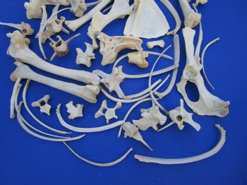 3.25 pounds Assorted Animal Bones of Wild Hog and Whitetail Deer 2-1/2 to 9 inches - Buy these for $39.99
