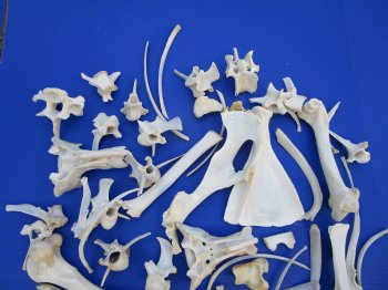 3.25 pounds Assorted Animal Bones of Wild Hog and Whitetail Deer 2-1/2 to 9 inches - Buy these for $39.99